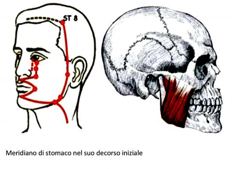 Meridiano-di-stomaco-nel-suo-decorso-iniziale.jpg